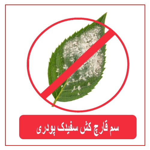 سم قارچ کش سفیدک پودری